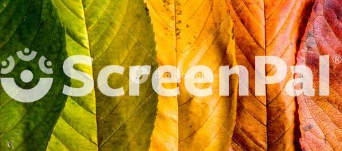 Autumn Composition. Close Up Of Colorful Leaves In A Row. Studio Shot.